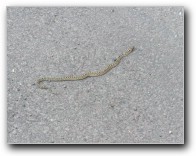 [Click to enlarge image]